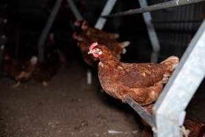 Hens perched in free-range egg farm - Located approximately 20 minutes from central Geelong in the town of Lethbridge, Victoria is a small free-range egg farm owned by Peter Robert King and Cheryl Wendy King.
When investigators visited in June 2025, they discovered hens being housed in a long shed with a raised platform with nesting boxes in the center and A-frame perches along the perimeter of the shed. They documented the filth and feces that was caked on the metal grates which made up the platform.
One hen was struggling to stand, and was breathing heavily. Several others had already died. Their bodies were being pecked at, deficated on and stepped on by other chickens.
When consumers think of free-range eggs, the image of hens in filthy sheds is often not what comes to mind.
No matter the label, there is no such thing as an ethical egg. - Captured at Free-range egg farm (Peter & Cheryl King), Lethbridge VIC Australia.