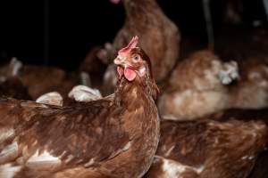 Free-range Egg Farm Investigation 2025 - Located approximately 20 minutes from central Geelong in the town of Lethbridge, Victoria is a small free-range egg farm owned by Peter Robert King and Cheryl Wendy King.
When investigators visited in June 2025, they discovered hens being housed in a long shed with a raised platform with nesting boxes in the center and A-frame perches along the perimeter of the shed. They documented the filth and feces that was caked on the metal grates which made up the platform.
One hen was struggling to stand, and was breathing heavily. Several others had already died. Their bodies were being pecked at, deficated on and stepped on by other chickens.
When consumers think of free-range eggs, the image of hens in filthy sheds is often not what comes to mind.
No matter the label, there is no such thing as an ethical egg. - Captured at Free-range egg farm (Peter & Cheryl King), Lethbridge VIC Australia.