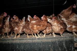 Free-range Egg Farm Investigation 2025 - Located approximately 20 minutes from central Geelong in the town of Lethbridge, Victoria is a small free-range egg farm owned by Peter Robert King and Cheryl Wendy King.
When investigators visited in June 2025, they discovered hens being housed in a long shed with a raised platform with nesting boxes in the center and A-frame perches along the perimeter of the shed. They documented the filth and feces that was caked on the metal grates which made up the platform.
One hen was struggling to stand, and was breathing heavily. Several others had already died. Their bodies were being pecked at, deficated on and stepped on by other chickens.
When consumers think of free-range eggs, the image of hens in filthy sheds is often not what comes to mind.
No matter the label, there is no such thing as an ethical egg. - Captured at Free-range egg farm (Peter & Cheryl King), Lethbridge VIC Australia.