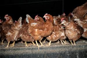 Free-range Egg Farm Investigation 2025 - Located approximately 20 minutes from central Geelong in the town of Lethbridge, Victoria is a small free-range egg farm owned by Peter Robert King and Cheryl Wendy King.
When investigators visited in June 2025, they discovered hens being housed in a long shed with a raised platform with nesting boxes in the center and A-frame perches along the perimeter of the shed. They documented the filth and feces that was caked on the metal grates which made up the platform.
One hen was struggling to stand, and was breathing heavily. Several others had already died. Their bodies were being pecked at, deficated on and stepped on by other chickens.
When consumers think of free-range eggs, the image of hens in filthy sheds is often not what comes to mind.
No matter the label, there is no such thing as an ethical egg. - Captured at Free-range egg farm (Peter & Cheryl King), Lethbridge VIC Australia.