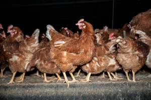 Free-range Egg Farm Investigation 2025 - Located approximately 20 minutes from central Geelong in the town of Lethbridge, Victoria is a small free-range egg farm owned by Peter Robert King and Cheryl Wendy King.
When investigators visited in June 2025, they discovered hens being housed in a long shed with a raised platform with nesting boxes in the center and A-frame perches along the perimeter of the shed. They documented the filth and feces that was caked on the metal grates which made up the platform.
One hen was struggling to stand, and was breathing heavily. Several others had already died. Their bodies were being pecked at, deficated on and stepped on by other chickens.
When consumers think of free-range eggs, the image of hens in filthy sheds is often not what comes to mind.
No matter the label, there is no such thing as an ethical egg. - Captured at Free-range egg farm (Peter & Cheryl King), Lethbridge VIC Australia.