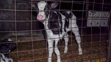Calf in holding pen - Handheld photos of calves in calf sheds on the property at Golderama Holsteins dairy farm. - Captured at L.B. & M.A. Golder - 'Golderama Holsteins', Jervois SA Australia.