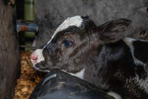 Calf in holding pen - Handheld photos of calves in calf sheds on the property at Golderama Holsteins dairy farm. - Captured at L.B. & M.A. Golder - 'Golderama Holsteins', Jervois SA Australia.