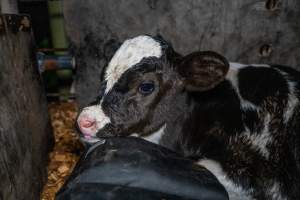 Calf in holding pen - Handheld photos of calves in calf sheds on the property at Golderama Holsteins dairy farm. - Captured at L.B. & M.A. Golder - 'Golderama Holsteins', Jervois SA Australia.