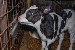 Calf in holding pen - Handheld photos of calves in calf sheds on the property at Golderama Holsteins dairy farm. - Captured at L.B. & M.A. Golder - 'Golderama Holsteins', Jervois SA Australia.