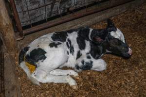 Calf with diarrhoea - Handheld photos of calves in calf sheds on the property at Golderama Holsteins dairy farm. - Captured at L.B. & M.A. Golder - 'Golderama Holsteins', Jervois SA Australia.