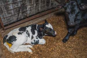 Male calves - Handheld photos of calves in calf sheds on the property at Golderama Holsteins dairy farm. - Captured at L.B. & M.A. Golder - 'Golderama Holsteins', Jervois SA Australia.