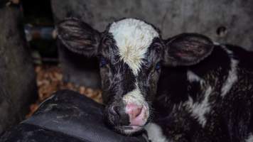 Calf in pen - Handheld photos of calves in calf sheds on the property at Golderama Holsteins dairy farm. - Captured at L.B. & M.A. Golder - 'Golderama Holsteins', Jervois SA Australia.