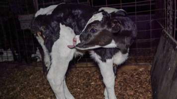 Male calf - Handheld photos of calves in calf sheds on the property at Golderama Holsteins dairy farm. - Captured at L.B. & M.A. Golder - 'Golderama Holsteins', Jervois SA Australia.