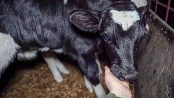 Calf with investigator - Handheld photos of calves in calf sheds on the property at Golderama Holsteins dairy farm. - Captured at L.B. & M.A. Golder - 'Golderama Holsteins', Jervois SA Australia.