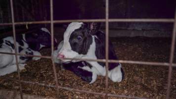 Calf looks through bars - Handheld photos of calves in calf sheds on the property at Golderama Holsteins dairy farm. - Captured at L.B. & M.A. Golder - 'Golderama Holsteins', Jervois SA Australia.