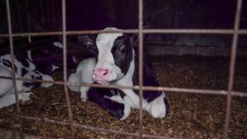 Calf looks through bars - Handheld photos of calves in calf sheds on the property at Golderama Holsteins dairy farm. - Captured at L.B. & M.A. Golder - 'Golderama Holsteins', Jervois SA Australia.