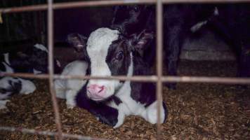 Calf looks through bars - Handheld photos of calves in calf sheds on the property at Golderama Holsteins dairy farm. - Captured at L.B. & M.A. Golder - 'Golderama Holsteins', Jervois SA Australia.