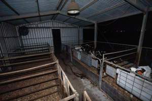Female calves - Handheld photos of calves in calf sheds on the property at Golderama Holsteins dairy farm. - Captured at L.B. & M.A. Golder - 'Golderama Holsteins', Jervois SA Australia.