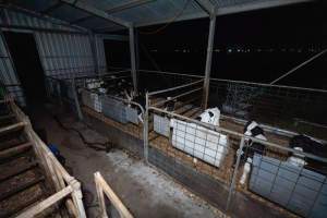 Female calves - Handheld photos of calves in calf sheds on the property at Golderama Holsteins dairy farm. - Captured at L.B. & M.A. Golder - 'Golderama Holsteins', Jervois SA Australia.