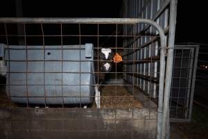 Female calves - Handheld photos of calves in calf sheds on the property at Golderama Holsteins dairy farm. - Captured at L.B. & M.A. Golder - 'Golderama Holsteins', Jervois SA Australia.