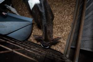 Female calves - Handheld photos of calves in calf sheds on the property at Golderama Holsteins dairy farm. - Captured at L.B. & M.A. Golder - 'Golderama Holsteins', Jervois SA Australia.