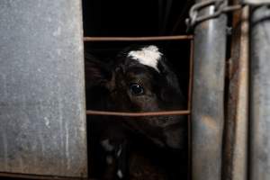 Calf looks through bars - Handheld photos of calves in calf sheds on the property at Golderama Holsteins dairy farm. - Captured at L.B. & M.A. Golder - 'Golderama Holsteins', Jervois SA Australia.