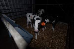 Female calves - Handheld photos of calves in calf sheds on the property at Golderama Holsteins dairy farm. - Captured at L.B. & M.A. Golder - 'Golderama Holsteins', Jervois SA Australia.