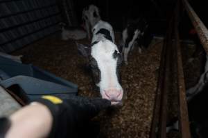 Female calves - Handheld photos of calves in calf sheds on the property at Golderama Holsteins dairy farm. - Captured at L.B. & M.A. Golder - 'Golderama Holsteins', Jervois SA Australia.
