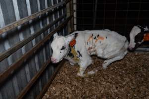 Calf covered in diarrhoea - Handheld photos of calves in calf sheds on the property at Golderama Holsteins dairy farm. - Captured at L.B. & M.A. Golder - 'Golderama Holsteins', Jervois SA Australia.