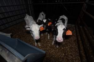 Female calves - Handheld photos of calves in calf sheds on the property at Golderama Holsteins dairy farm. - Captured at L.B. & M.A. Golder - 'Golderama Holsteins', Jervois SA Australia.
