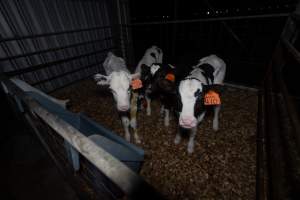 Female calves - Handheld photos of calves in calf sheds on the property at Golderama Holsteins dairy farm. - Captured at L.B. & M.A. Golder - 'Golderama Holsteins', Jervois SA Australia.