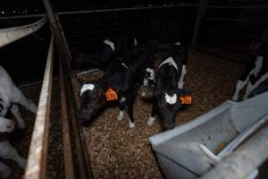 Female calves - Handheld photos of calves in calf sheds on the property at Golderama Holsteins dairy farm. - Captured at L.B. & M.A. Golder - 'Golderama Holsteins', Jervois SA Australia.
