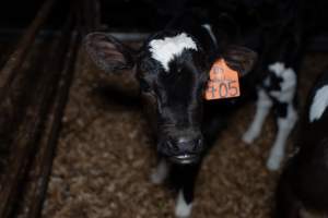 Calf with eartags - Handheld photos of calves in calf sheds on the property at Golderama Holsteins dairy farm. - Captured at L.B. & M.A. Golder - 'Golderama Holsteins', Jervois SA Australia.