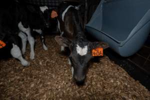 Calf with eartag - Handheld photos of calves in calf sheds on the property at Golderama Holsteins dairy farm. - Captured at L.B. & M.A. Golder - 'Golderama Holsteins', Jervois SA Australia.