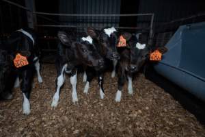 Female calves - Handheld photos of calves in calf sheds on the property at Golderama Holsteins dairy farm. - Captured at L.B. & M.A. Golder - 'Golderama Holsteins', Jervois SA Australia.