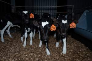 Female calves - Handheld photos of calves in calf sheds on the property at Golderama Holsteins dairy farm. - Captured at L.B. & M.A. Golder - 'Golderama Holsteins', Jervois SA Australia.