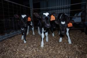 Female calves - Handheld photos of calves in calf sheds on the property at Golderama Holsteins dairy farm. - Captured at L.B. & M.A. Golder - 'Golderama Holsteins', Jervois SA Australia.