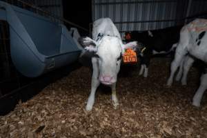 White calf - Handheld photos of calves in calf sheds on the property at Golderama Holsteins dairy farm. - Captured at L.B. & M.A. Golder - 'Golderama Holsteins', Jervois SA Australia.