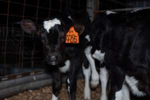Calf with eartag - Handheld photos of calves in calf sheds on the property at Golderama Holsteins dairy farm. - Captured at L.B. & M.A. Golder - 'Golderama Holsteins', Jervois SA Australia.