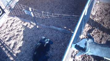 Mother cow looks in at calves - Screenshots from hidden camera footage at Golderama Holsteins Dairy - Captured at L.B. & M.A. Golder - 'Golderama Holsteins', Jervois SA Australia.