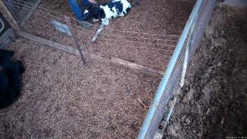 Newborn calf - Screenshots from hidden camera footage at Golderama Holsteins Dairy - Captured at L.B. & M.A. Golder - 'Golderama Holsteins', Jervois SA Australia.