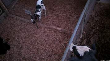 Calf attempts to stand - Screenshots from hidden camera footage at Golderama Holsteins Dairy - Captured at L.B. & M.A. Golder - 'Golderama Holsteins', Jervois SA Australia.