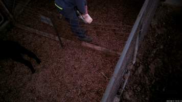 Calf being fed by worker - Screenshots from hidden camera footage at Golderama Holsteins Dairy - Captured at L.B. & M.A. Golder - 'Golderama Holsteins', Jervois SA Australia.