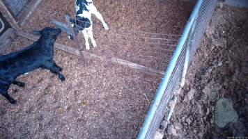 Calves in holding pens - Screenshots from hidden camera footage at Golderama Holsteins Dairy - Captured at L.B. & M.A. Golder - 'Golderama Holsteins', Jervois SA Australia.