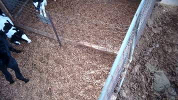 New calf put in pens - Screenshots from hidden camera footage at Golderama Holsteins Dairy - Captured at L.B. & M.A. Golder - 'Golderama Holsteins', Jervois SA Australia.