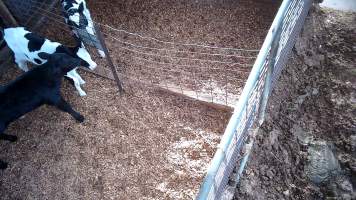 Calves in holding pens - Screenshots from hidden camera footage at Golderama Holsteins Dairy - Captured at L.B. & M.A. Golder - 'Golderama Holsteins', Jervois SA Australia.