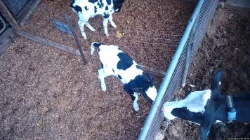Mother cow look in at calves - Screenshots from hidden camera footage at Golderama Holsteins Dairy - Captured at L.B. & M.A. Golder - 'Golderama Holsteins', Jervois SA Australia.