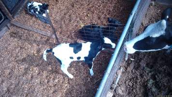 Mother cows look in at calves - Screenshots from hidden camera footage at Golderama Holsteins Dairy - Captured at L.B. & M.A. Golder - 'Golderama Holsteins', Jervois SA Australia.