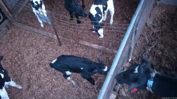 Mother cow looks at calves through fence - Screenshots from hidden camera footage at Golderama Holsteins Dairy - Captured at L.B. & M.A. Golder - 'Golderama Holsteins', Jervois SA Australia.