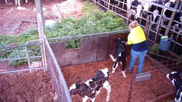 Ear tagging calves - Screenshots from hidden camera footage at Golderama Holsteins Dairy - Captured at L.B. & M.A. Golder - 'Golderama Holsteins', Jervois SA Australia.