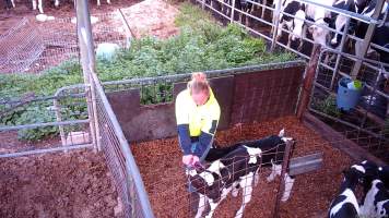 Ear tagging calves - Screenshots from hidden camera footage at Golderama Holsteins Dairy - Captured at L.B. & M.A. Golder - 'Golderama Holsteins', Jervois SA Australia.