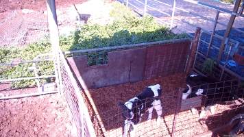 Calf in pen - Screenshots from hidden camera footage at Golderama Holsteins Dairy - Captured at L.B. & M.A. Golder - 'Golderama Holsteins', Jervois SA Australia.