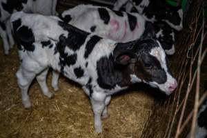 Calves in calf shed. - Handheld photos of calves in a calf shed at Triple T Farms Dairy. - Captured at Triple T Farms - La Casa Del Formaggio, Jervois SA Australia.