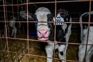 Calves in calf shed. - Handheld photos of calves in a calf shed at Triple T Farms Dairy. - Captured at Triple T Farms - La Casa Del Formaggio, Jervois SA Australia.